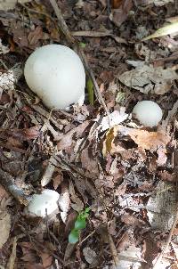 Calvatia gigantea image