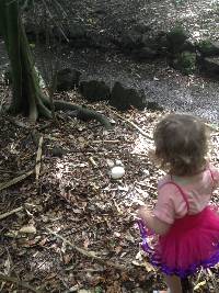 Calvatia gigantea image