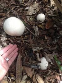 Calvatia gigantea image