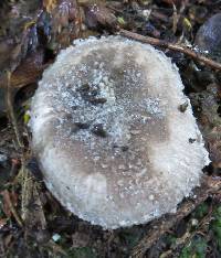 Amanita nehuta image