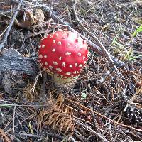 Amanita muscaria image