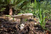 Amanita nothofagi image