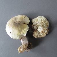 Tricholoma viridiolivaceum image