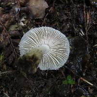 Amanita nehuta image