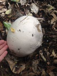 Calvatia gigantea image