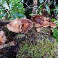 Armillaria novae-zelandiae image