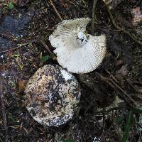 Image of Russula allochroa