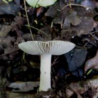 Amanita nehuta image