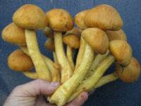 Gymnopilus junonius image