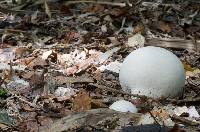 Calvatia gigantea image