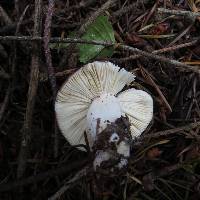 Russula nitida image