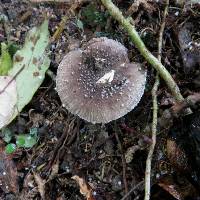 Amanita nehuta image