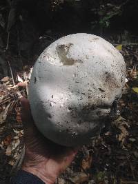 Calvatia gigantea image