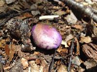 Cortinarius porphyroideus image