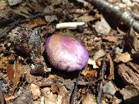 Cortinarius porphyroideus image