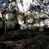 Lycoperdon compactum image