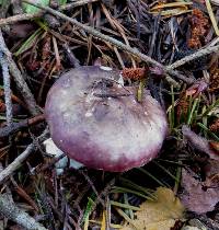 Russula nitida image