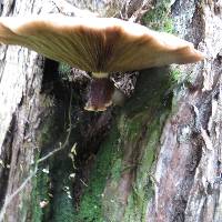 Agrocybe parasitica image