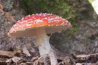 Amanita muscaria image