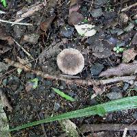 Amanita nehuta image