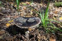 Amanita nothofagi image