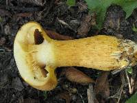 Gymnopilus junonius image