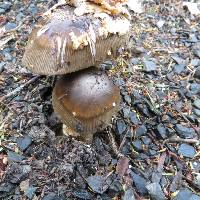 Amanita pekeoides image