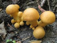 Gymnopilus junonius image