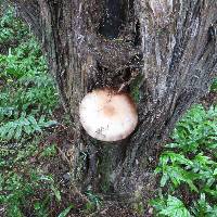 Agrocybe parasitica image