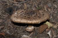 Calvatia gigantea image