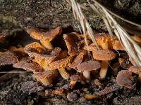 Favolaschia calocera image