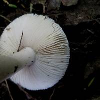 Amanita nehuta image