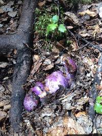 Cortinarius porphyroideus image