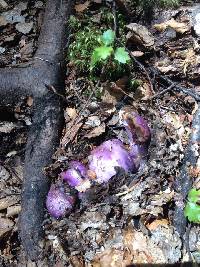 Cortinarius porphyroideus image