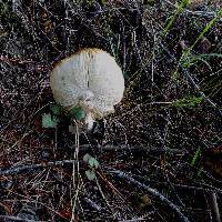 Amanita muscaria image