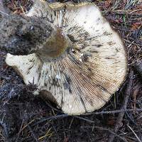 Lactarius turpis image