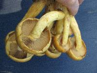 Gymnopilus junonius image