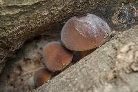 Agrocybe parasitica image