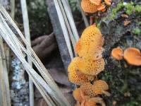 Favolaschia calocera image