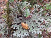 Pseudocyphellaria billardierei image