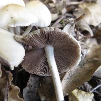 Psathyrella candolleana image