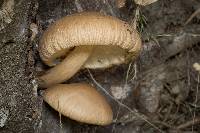 Agrocybe parasitica image