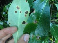 Puccinia coprosmae image