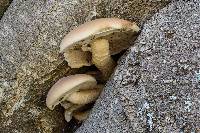 Agrocybe parasitica image