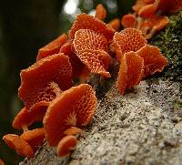 Favolaschia calocera image