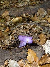 Cortinarius porphyroideus image