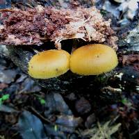 Galerina marginata image