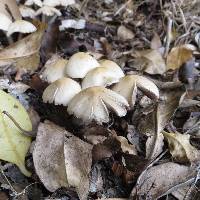 Psathyrella candolleana image