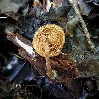 Galerina marginata image