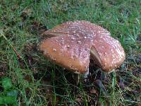 Amanita muscaria image